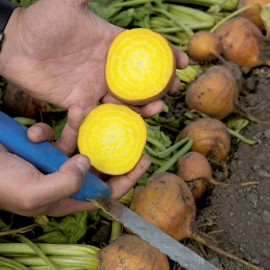 Beetroot Seeds F1 Bolder