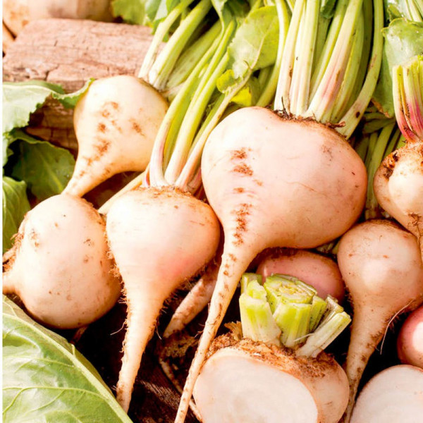 Buy Beetroot Seeds Albina Verduna Online - Plant Seeds