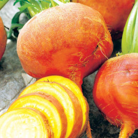 Beetroot Seeds Burpees Golden