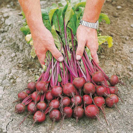 Beetroot Seeds F1 Action