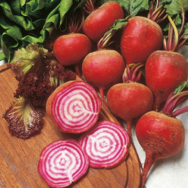 Beetroot Seeds Chioggia