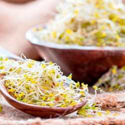 Sprouting Seeds Broccoli Green Sprouting