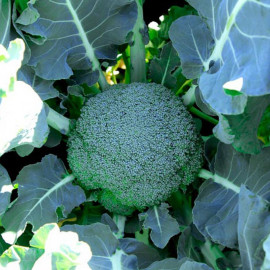 Broccoli Seeds Gemini F1