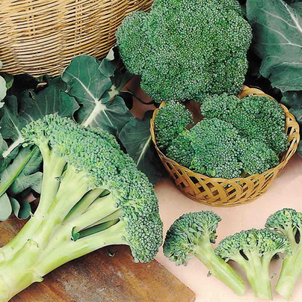 Buy Broccoli Seeds Autumn Spear Online - Plant Seeds