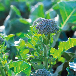 Broccoli Seeds F1 Bellaverde
