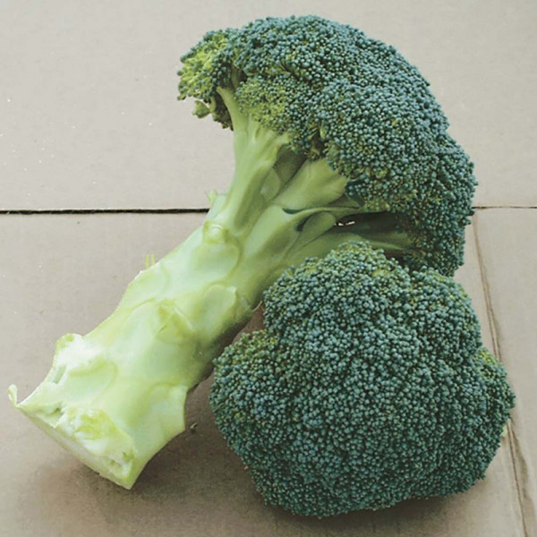 Buy Broccoli Seeds F1 Green Magic Online - Plant Seeds