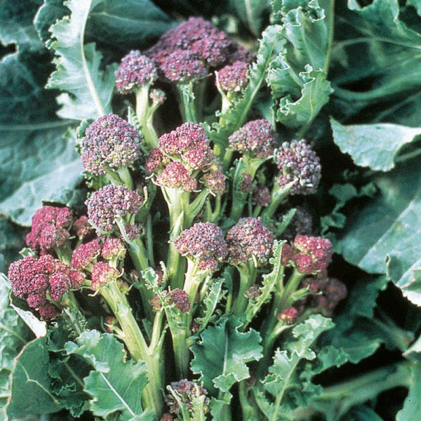Buy Broccoli Seeds Purple Sprouting Online - Plant Seeds