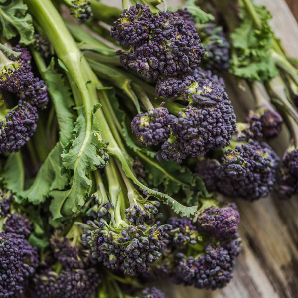 Buy Broccoli Seeds Purple Sprouting Continuity Mix Online - Plant Seeds