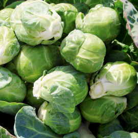 Brussels Sprout Seeds F1 Content