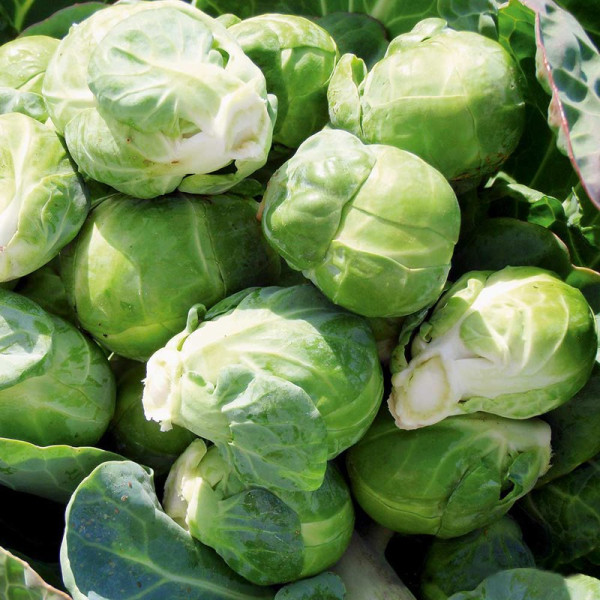 Buy Brussels Sprout Seeds F1 Content Online - Plant Seeds Buy Brussels Sprout Seeds F1 Content Online - Plant Seeds