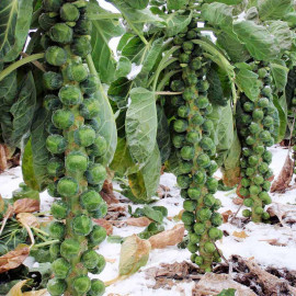 Brussels Sprout Seeds F1 Brenden