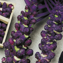 Brussels Sprout Seeds Red Ball