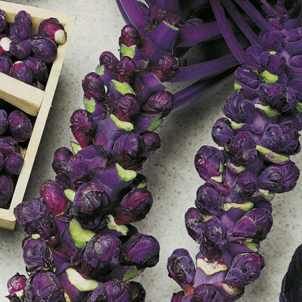 Buy Brussels Sprout Seeds Red Ball Online - Plant Seeds