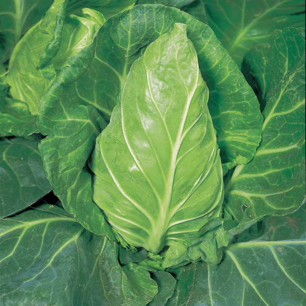 Buy Cabbage Seeds Greyhound Online - Plant Seeds