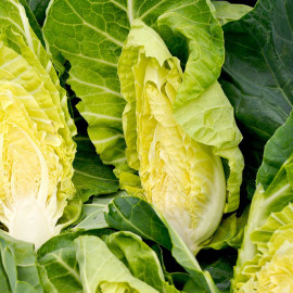 Spring Green Seeds F1 Summer Jewel