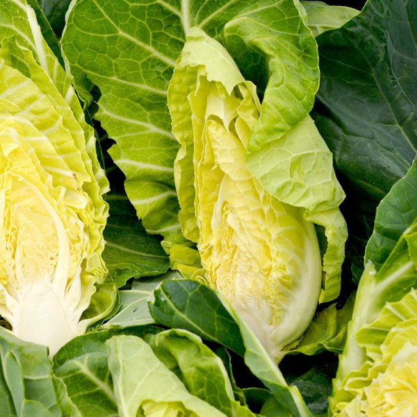Buy Spring Green Seeds F1 Summer Jewel Online - Plant Seeds