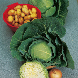 Cabbage Seeds Golden Acre Primo (11)