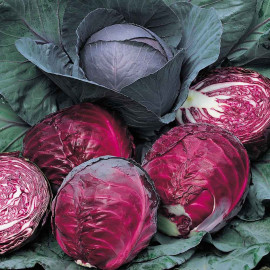 Cabbage Seeds Red Drumhead