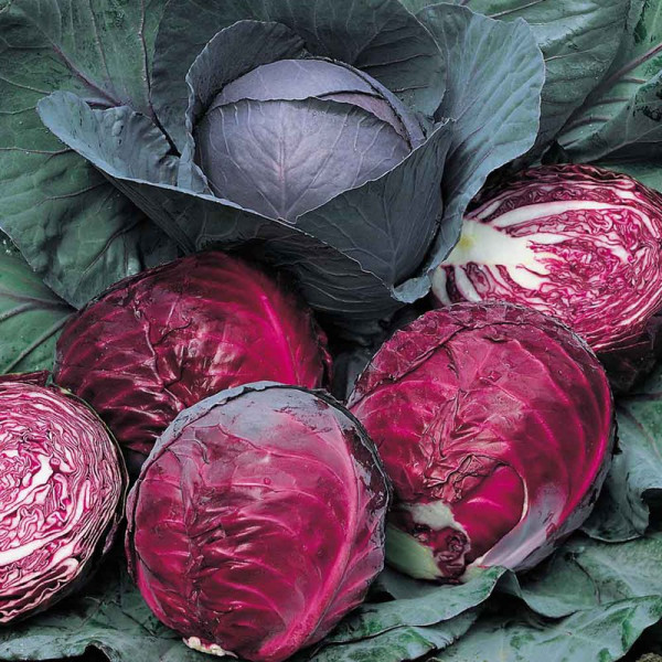 Buy Cabbage Seeds Red Drumhead Online - Plant Seeds