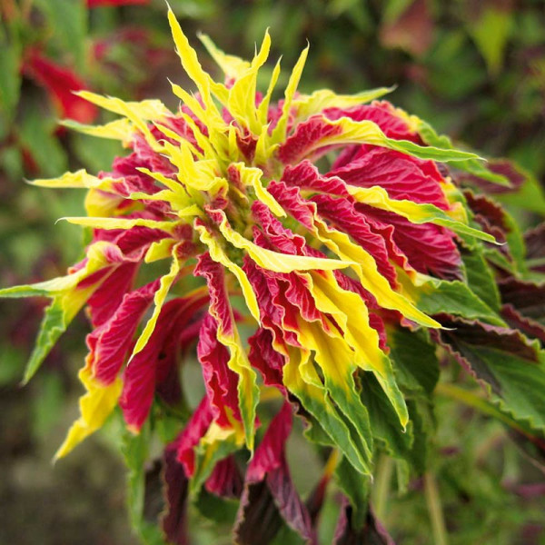 Buy Callaloo Seeds Online - Plant Seeds