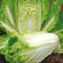 Chinese Cabbage Seeds Hilton