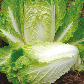Chinese Cabbage Seeds Hilton