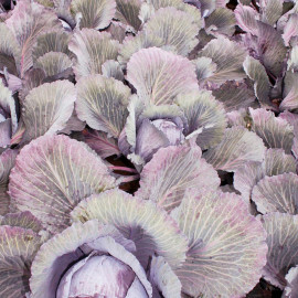 Cabbage Seeds F1 Lodero