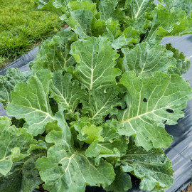 Cabbage (collard) Seeds F1 Sweetie