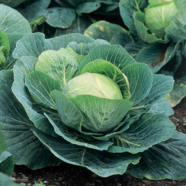 Cabbage Seeds F1 Kilazol