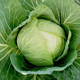 Cabbage Seeds Cabbice F1