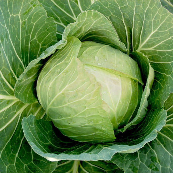 Buy Cabbage Seeds Cabbice F1 Online - Plant Seeds