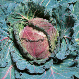 Cabbage Seeds January King 3