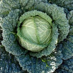 Cabbage (savoy) Seeds F1 Serpentine