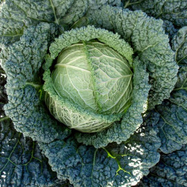 Cabbage (savoy) Seeds F1 Serpentine