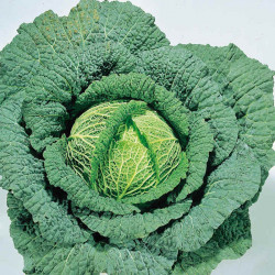 Cabbage (savoy) Seeds Ormskirk (1) Rearguard