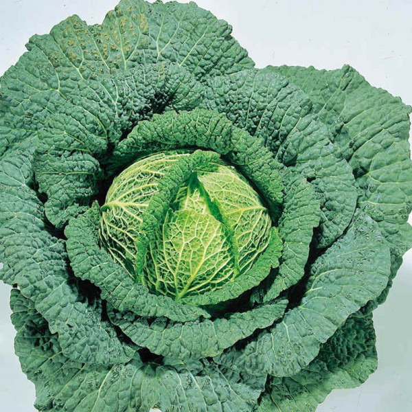 Buy Cabbage (Savoy) Seeds Ormskirk (1) Rearguard Online - Plant Seeds