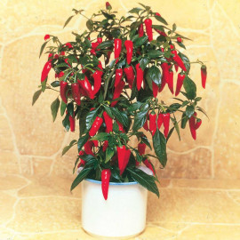 Pepper Chilli Seeds F1 Apache