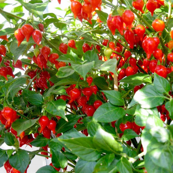 Buy Pepper Chilli Seeds Pearls Online - Plant Seeds