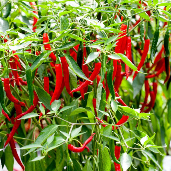 Buy Pepper Chilli Seeds Longhorn F1 Online - Plant Seeds Buy Pepper Chilli Seeds Longhorn F1 Online - Plant Seeds