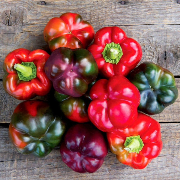 Buy Pepper Seeds F1 Cardinal (Purple) Online - Plant Seeds Buy Pepper Seeds F1 Cardinal (Purple) Online - Plant Seeds