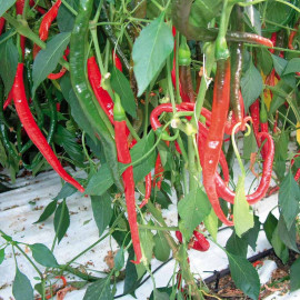 Pepper Chilli Seeds De Cayenne