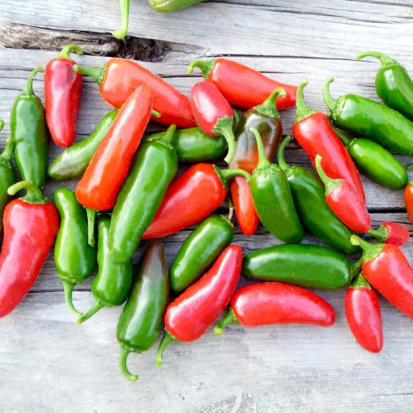 Buy Pepper Chilli Seeds Jalapeno Online - Plant Seeds