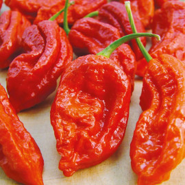Pepper Chilli Seeds Bhut Jolokia Fiery Furnace