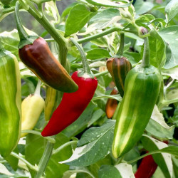 Chilli Pepper Seeds Hot Rod