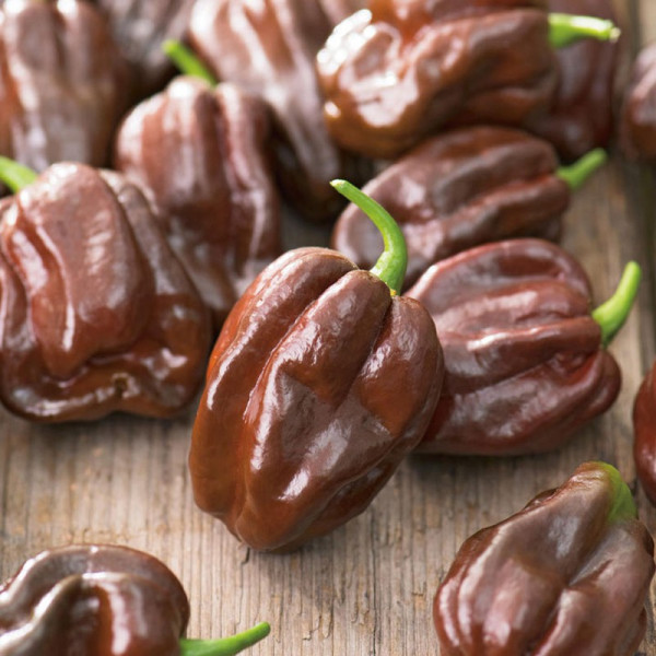 Buy Pepper Chilli Seeds Chocolate Habanero Online - Plant Seeds Buy Pepper Chilli Seeds Chocolate Habanero Online - Plant Seeds