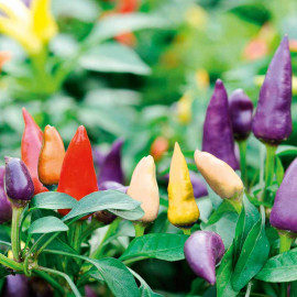 Pepper Chilli Seeds Prairie Fire