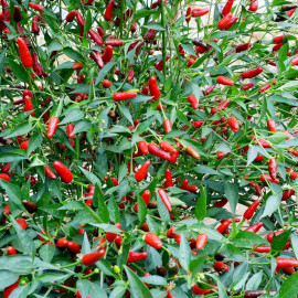 Pepper Chilli Seeds Hot Thai