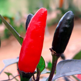 Pepper Chilli Seeds Zimbabwe Black