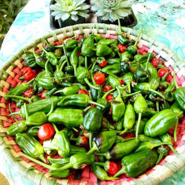 Pepper Chilli Seeds Padron