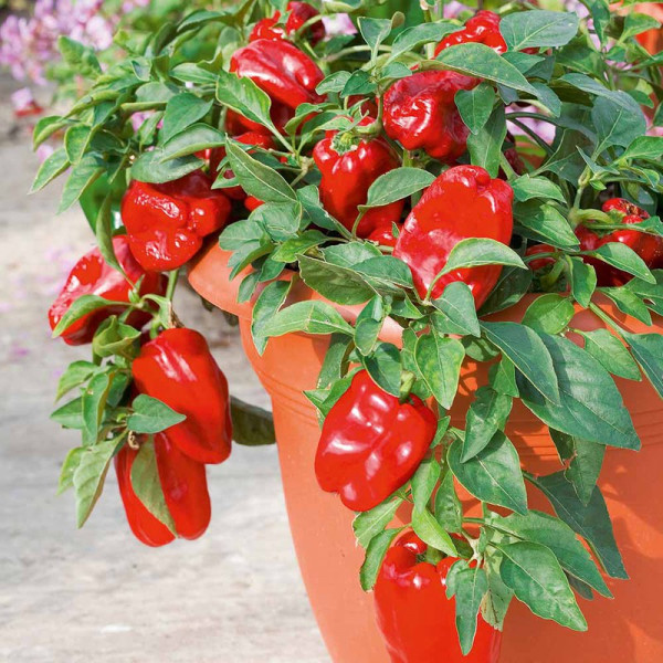 Buy Pepper Sweet Seeds F1 Redskin Online - Plant Seeds